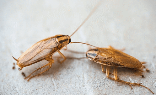 Proactive Pest Prevention For A Roach Free Home In Vero Beach