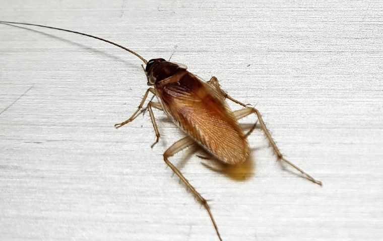 a german cockroach crawling in a home