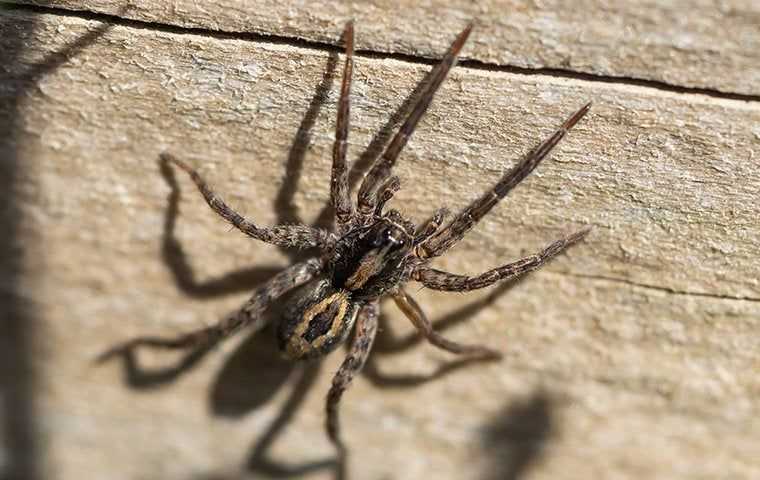 wolf spider on side of house