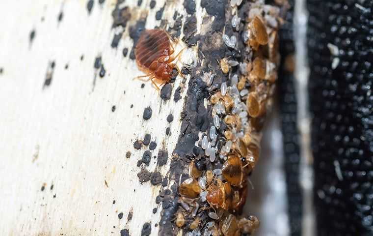 bed bugs infesting furniture