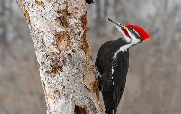 single woodpecker on a tree