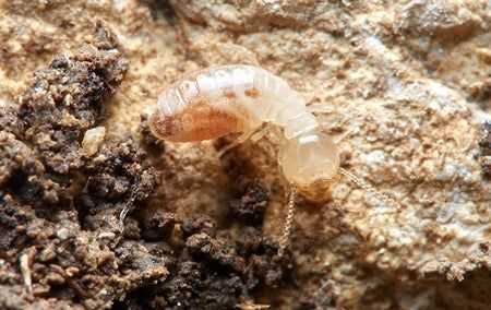 termite in dirt