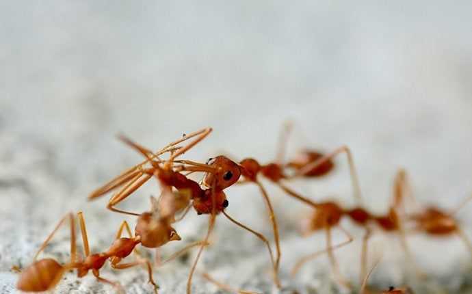 close up of fire ants 