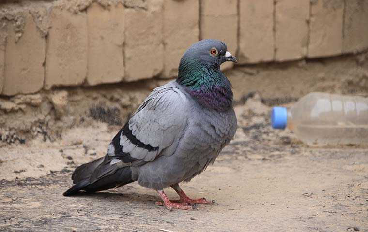 a pigeon outside a home