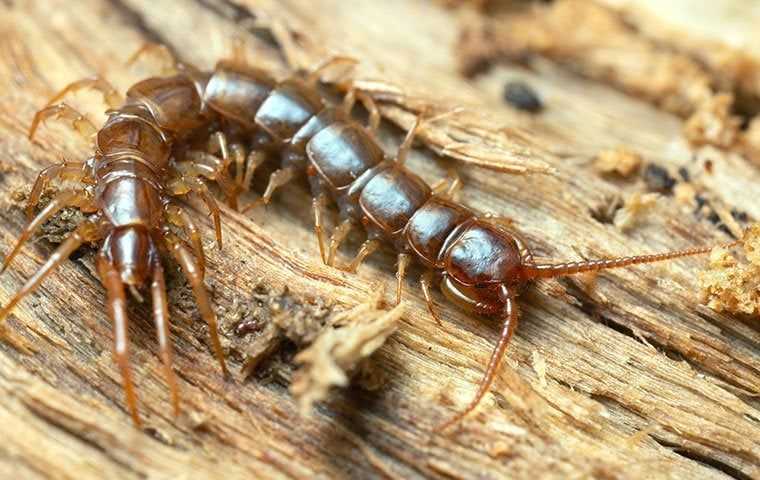 centipede up close on rotten wood