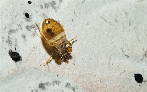 bed bugs