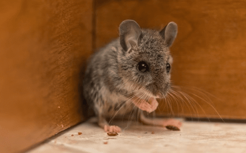 Effective Rodent Control in Vero Beach: Your Comprehensive Guide