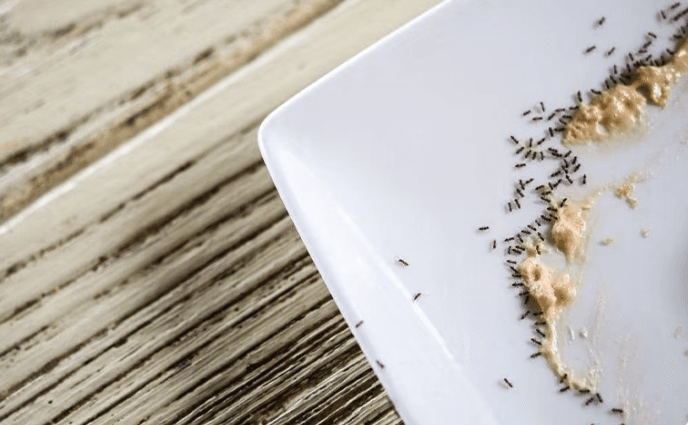 Ant Control: What Los Angeles County Homeowners Need To Know