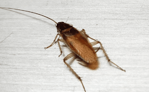 Dealing With German Cockroaches: Prevention And Extermination For Your ...